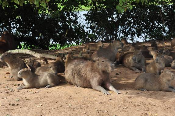 Uma creche de capivaras no Hato El Cedral, na região dos llanos venezuelanos, perto da cidade de Mantecal
